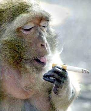 singe