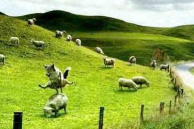 saute mouton