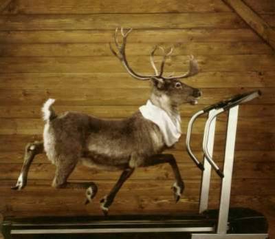 cerf