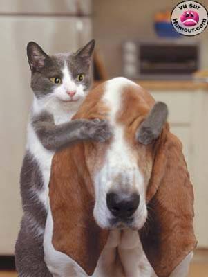 chien et chat