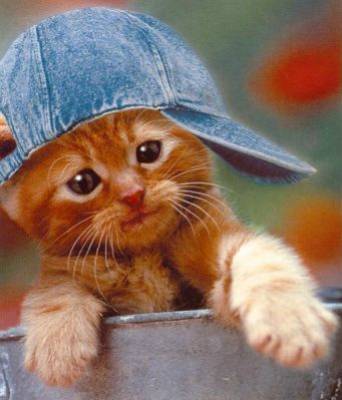 chat