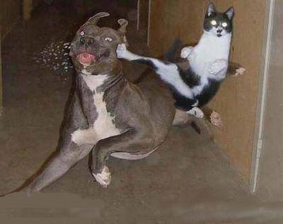 chien et chat